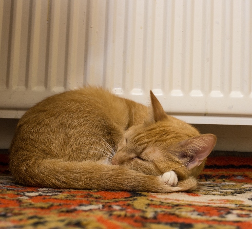 A ginger cat looks cosy curled up next to a radiator